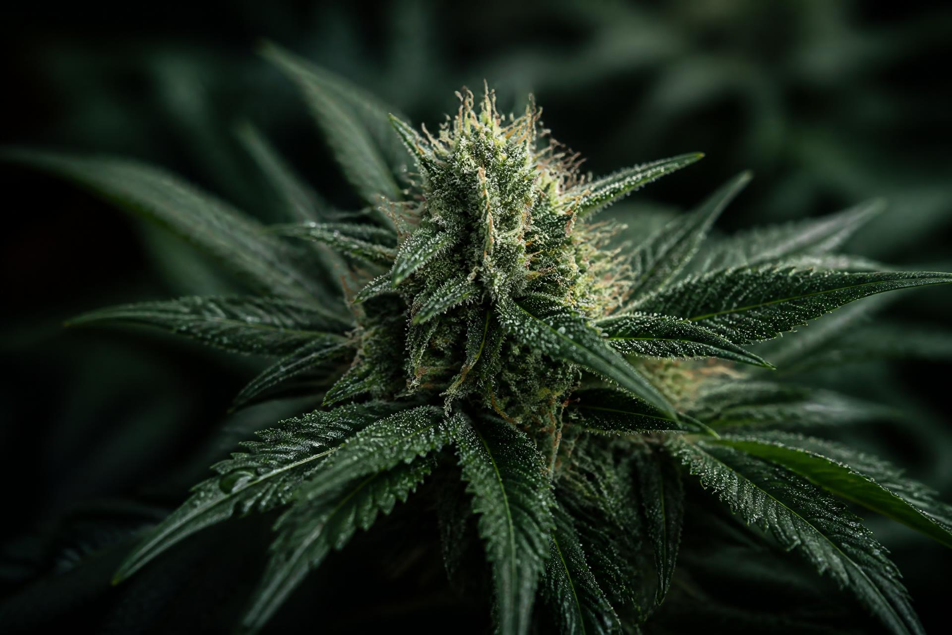 Close-up of a cannabis plant leaf